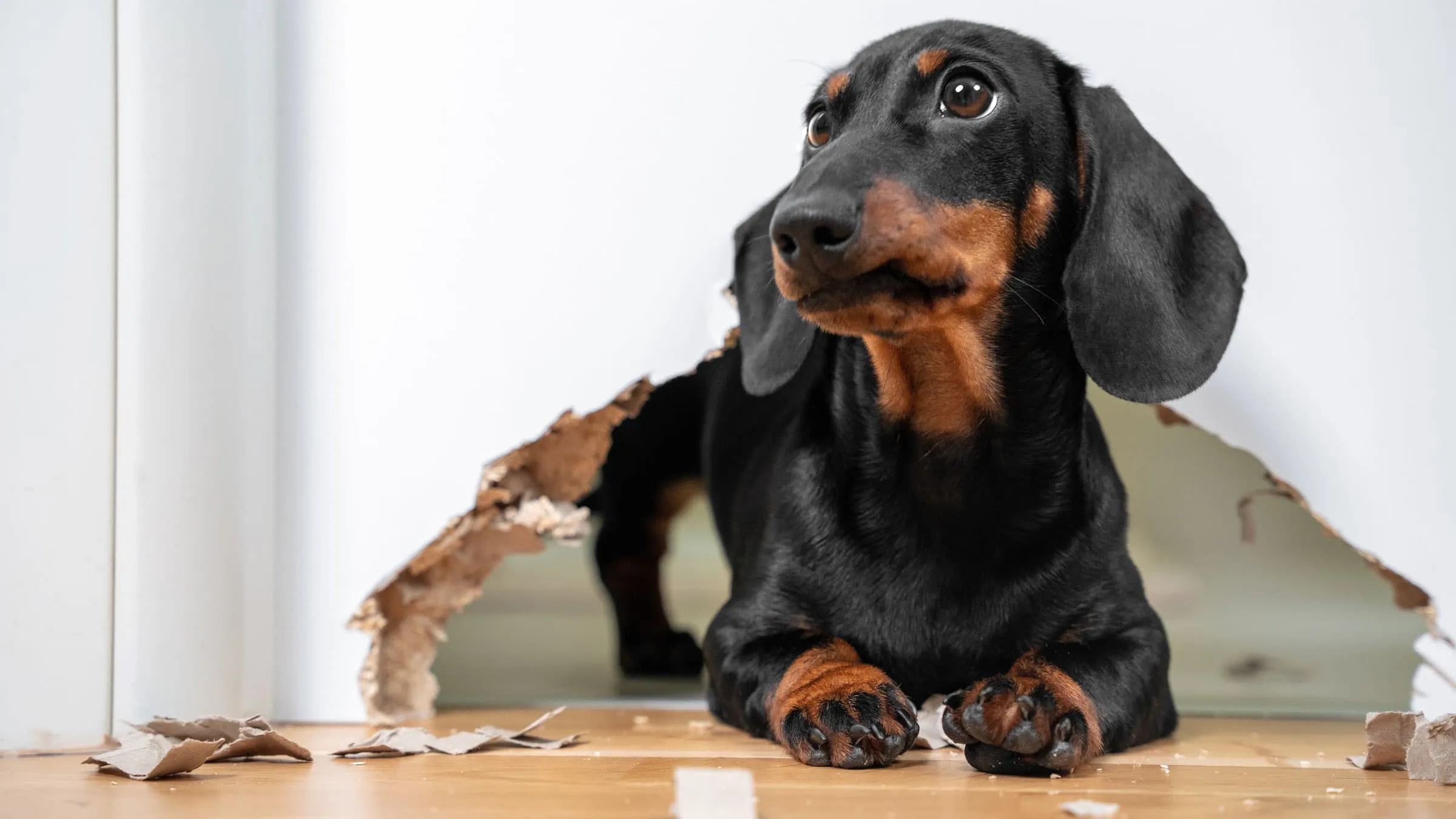 Hundesteuer absetzen: Wann gibt es Geld zurück? 5 Hundehaftpflichtversicherungen Test: Hundehaftpflichtversicherungen Aufmacher