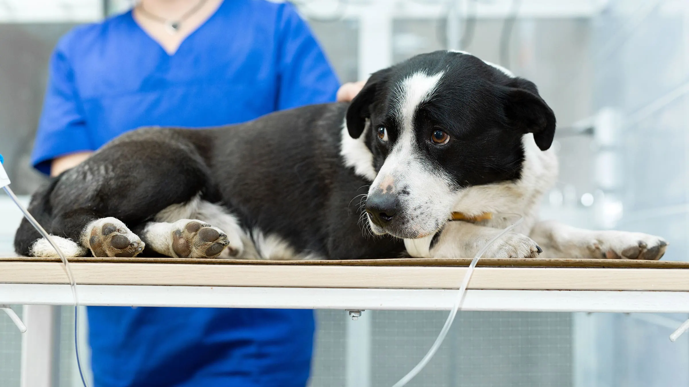 DA Direkt Hundekrankenversicherung – Konditionen, Vorteile und Nachteile im Überblick 5 Hundekrankenversicherung Test: Hundekrankenversicherung Aufmacher