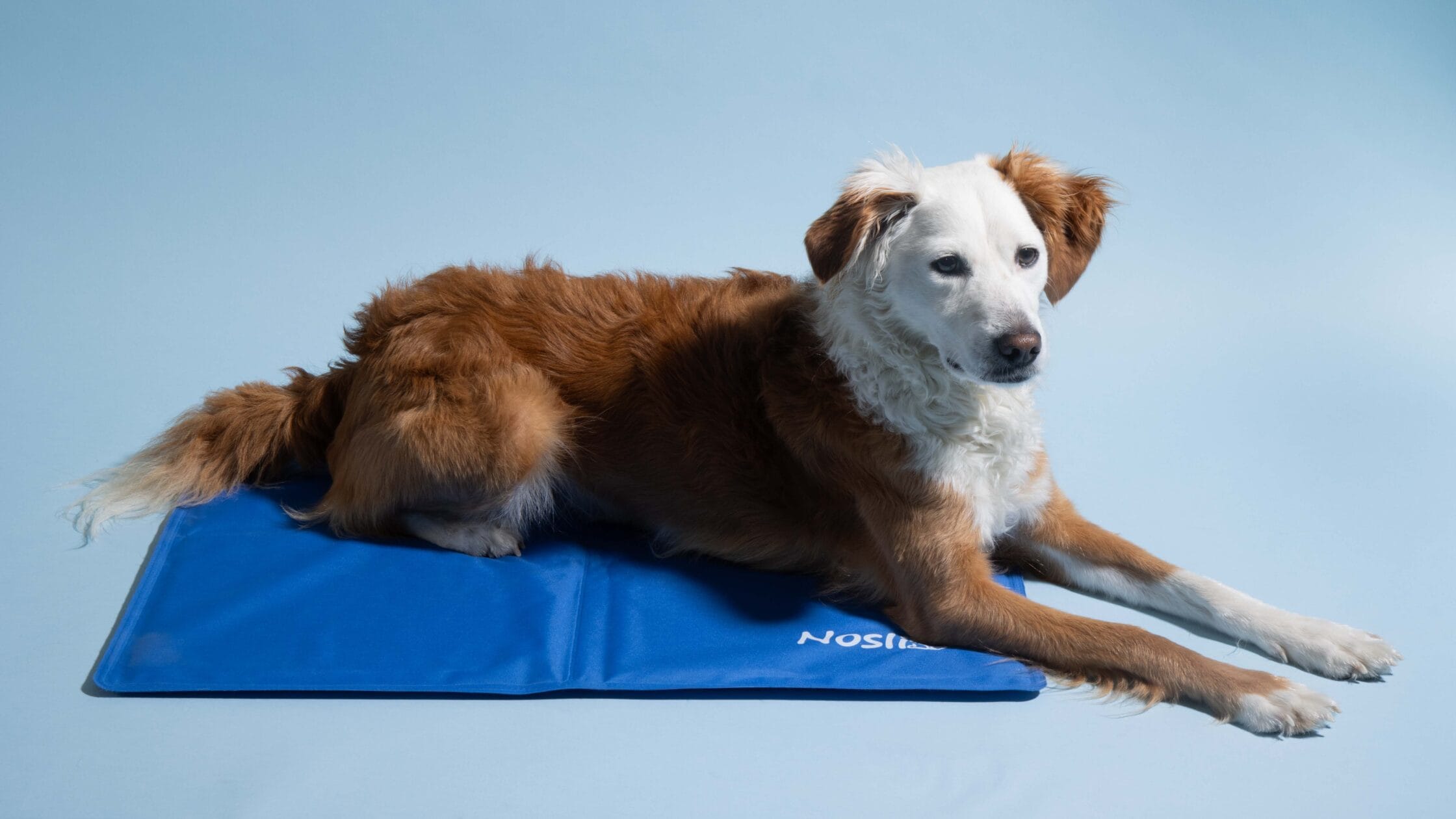Hunde-Kühlmatte Test: Aufmacher Hundekühlmatten