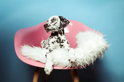 Die besten Geschenke für Hundebesitzer 80 Test Geschenke für Hundebesitzer: Jochen Schweizer Tier Fotoshooting