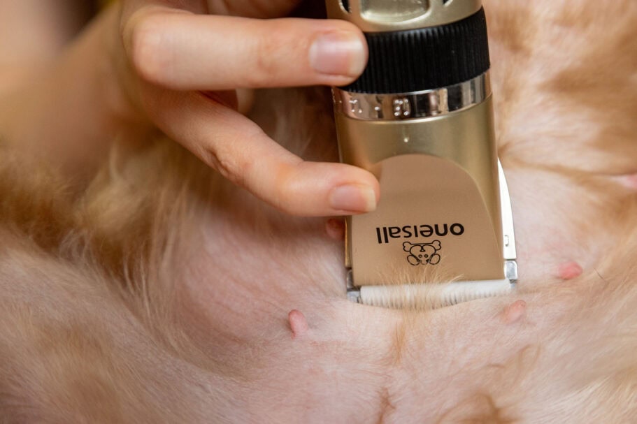 Die beste Hundeschermaschine 49 Hundeschermaschine Test: Hunderschermaschine 2025 Bauch