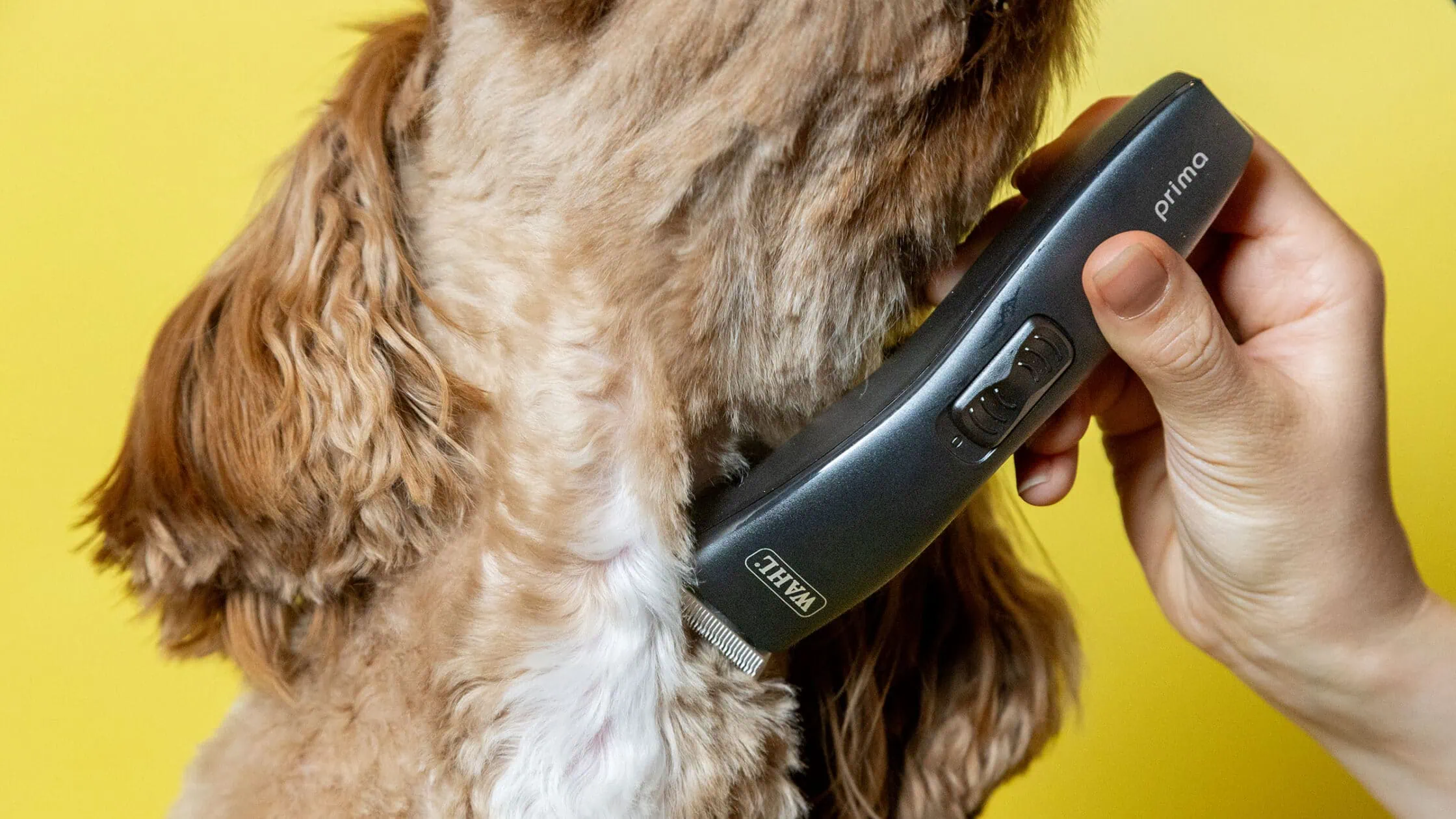 Hundeschermaschine Test: Hunderschermaschine 2025 Teaser