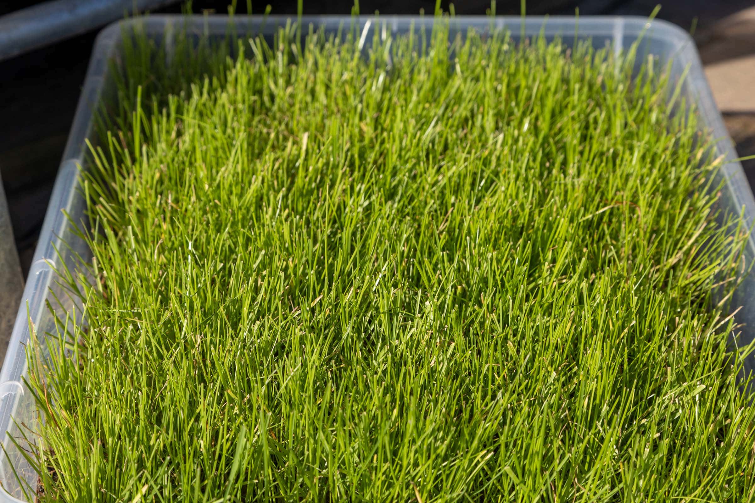 Die besten Rasensamen 149 Rasensamen Test: Rasensamen Bardowick 2