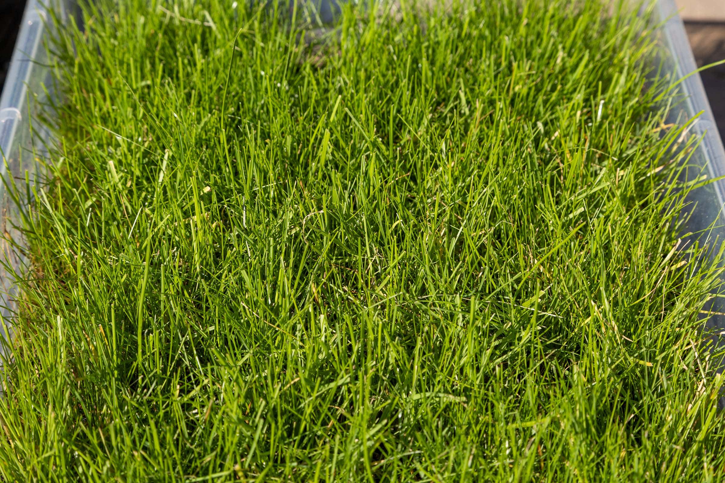 Die besten Rasensamen 142 Rasensamen Test: Rasensamen Gardol 2