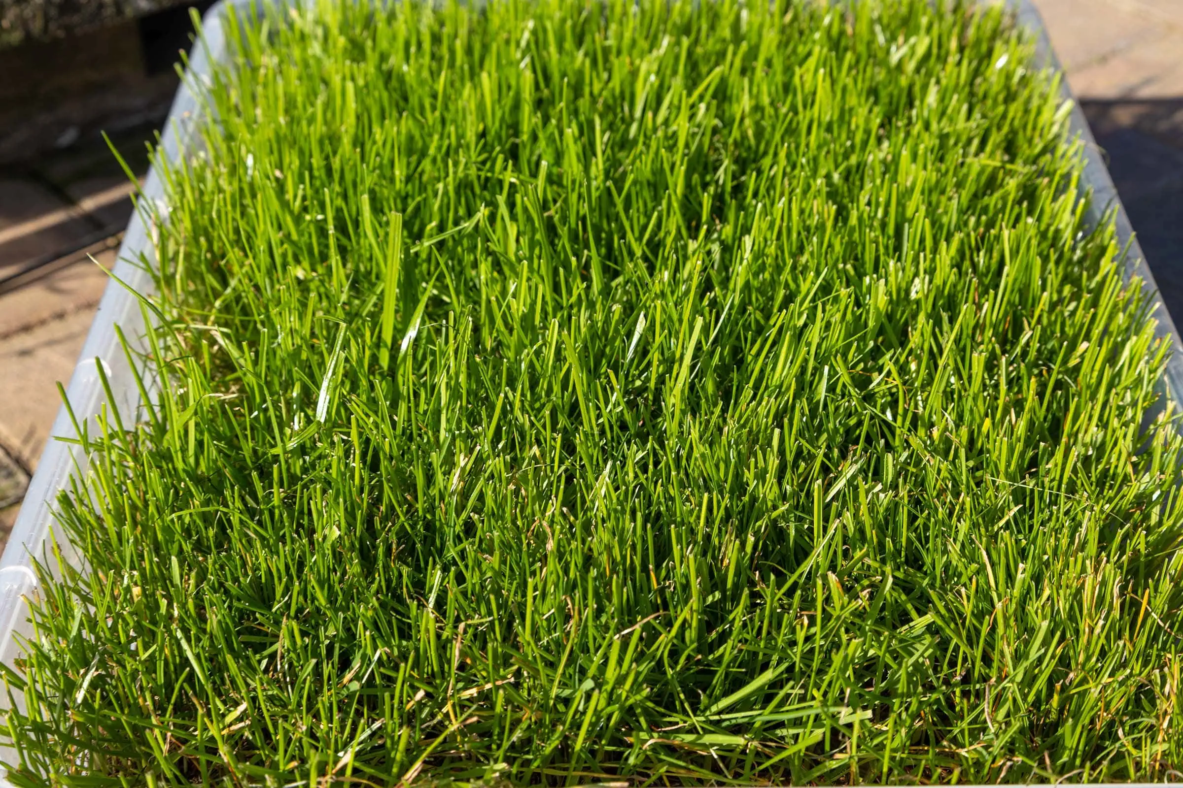 Die besten Rasensamen 74 Rasensamen Test: Rasensamen Greenato 2