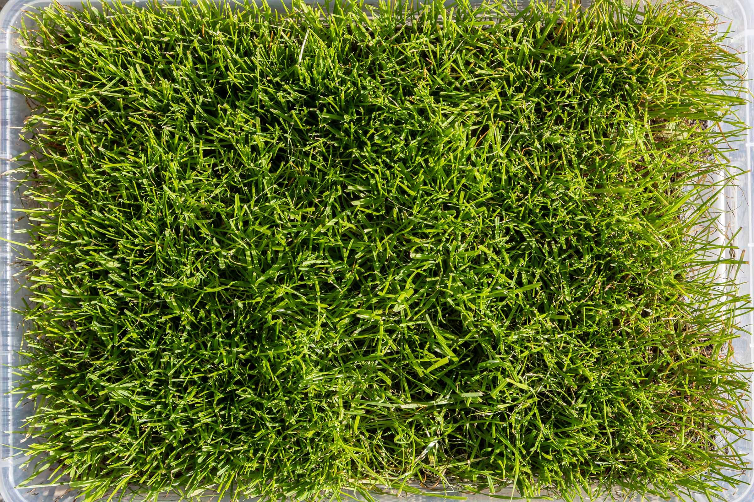 Die besten Rasensamen 75 Rasensamen Test: Rasensamen Greenato 5