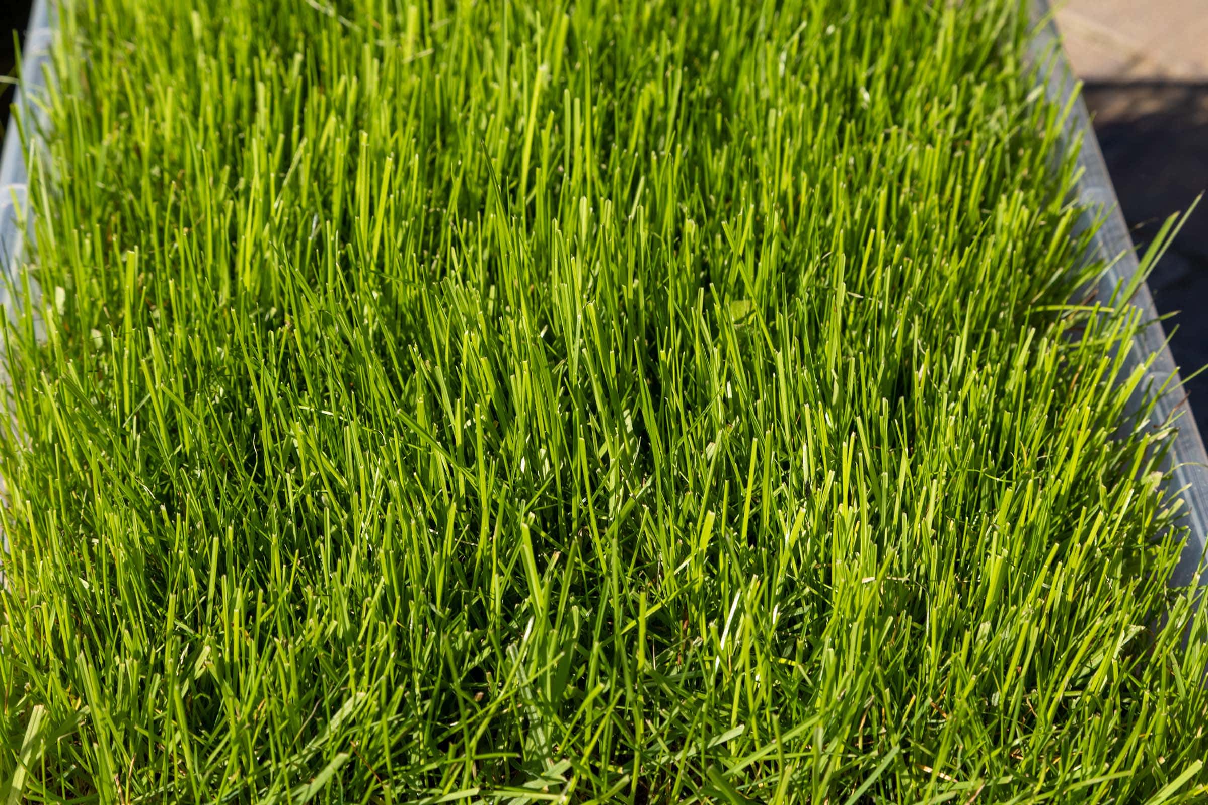Die besten Rasensamen 120 Rasensamen Test: Rasensamen Greenyp 2