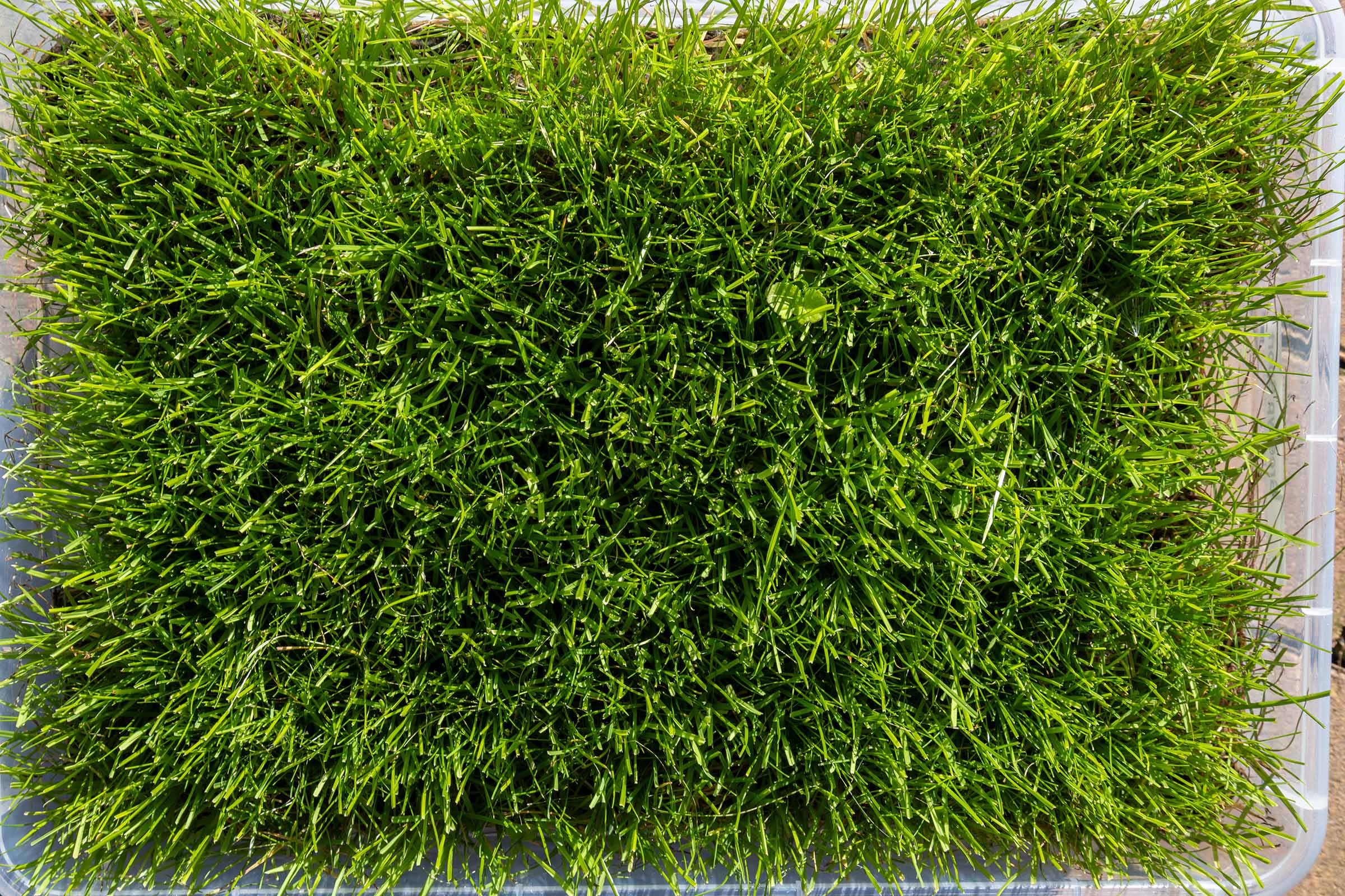 Die besten Rasensamen 121 Rasensamen Test: Rasensamen Greenyp 5
