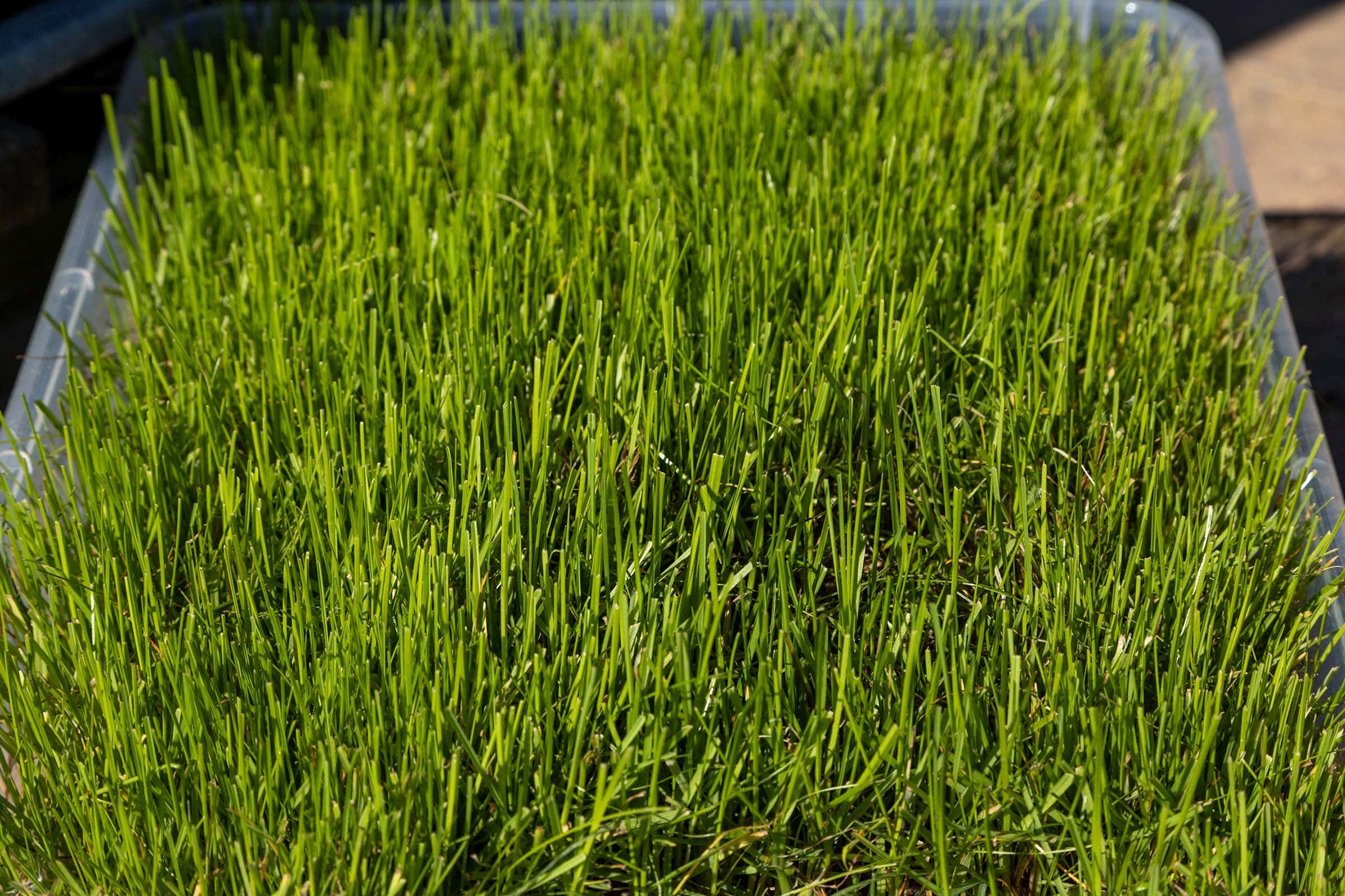 Die besten Rasensamen 128 Rasensamen Test: Rasensamen Halmland 2