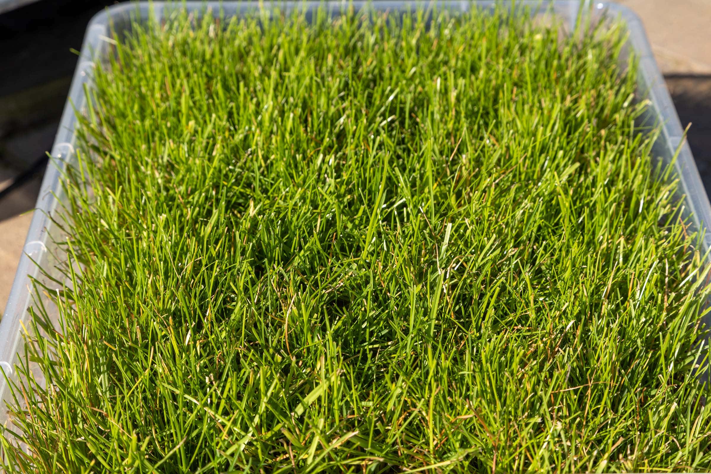 Die besten Rasensamen 103 Rasensamen Test: Rasensamen Natureflow 2