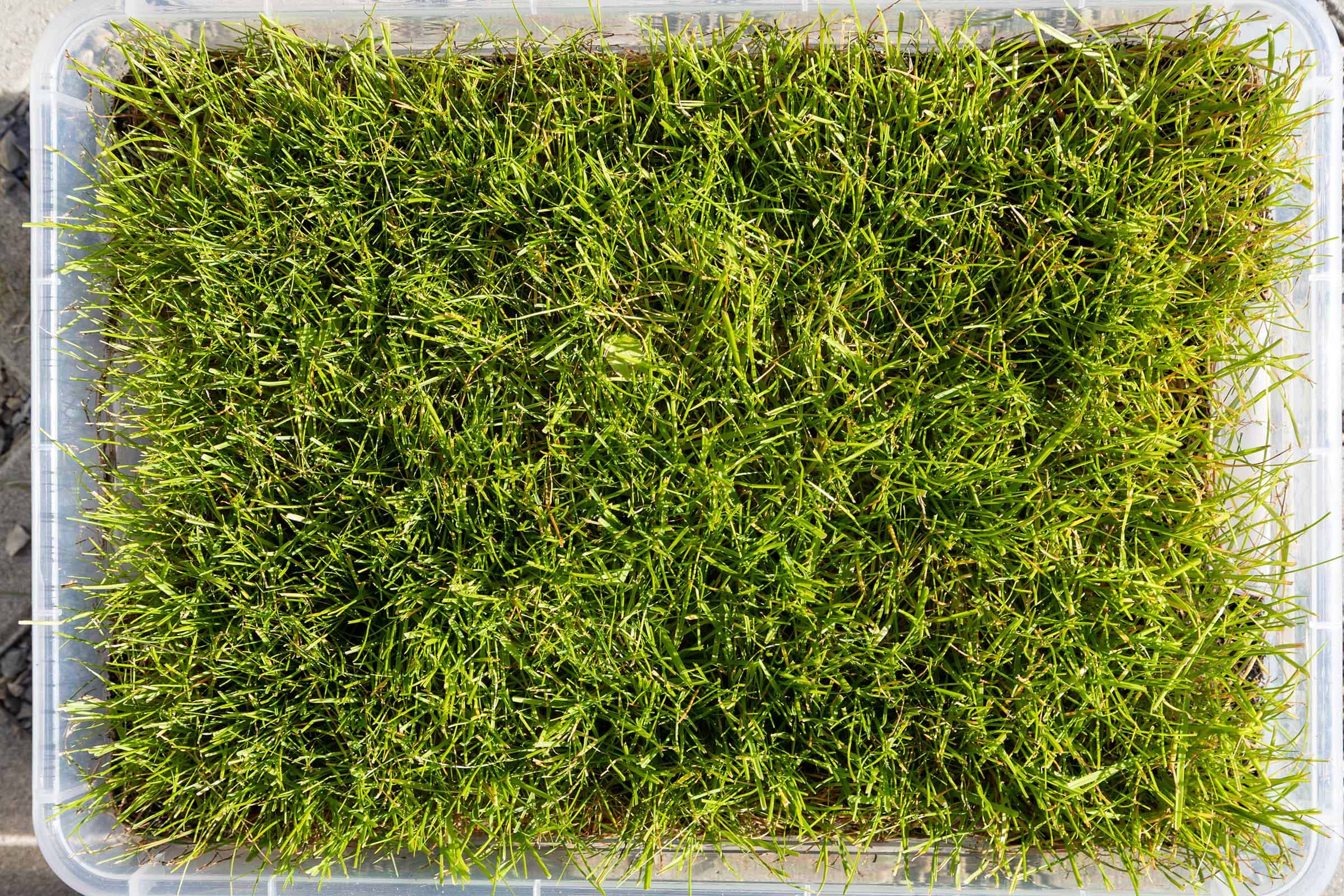 Die besten Rasensamen 104 Rasensamen Test: Rasensamen Natureflow 5