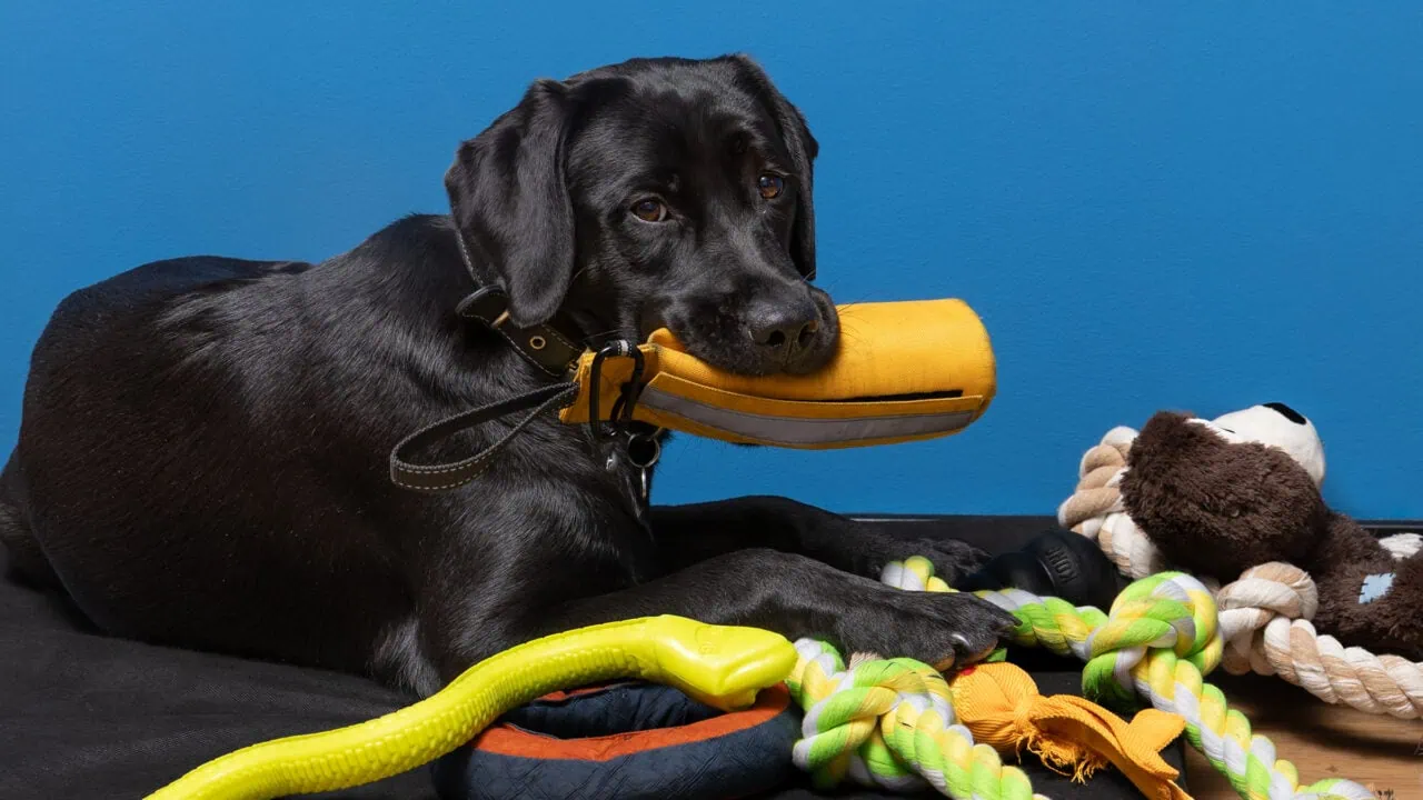 Das beste (unkaputtbare) Hundespielzeug 141 (unkaputtbare) Hundespielzeug Test: Hundespielzeug Aufmacher