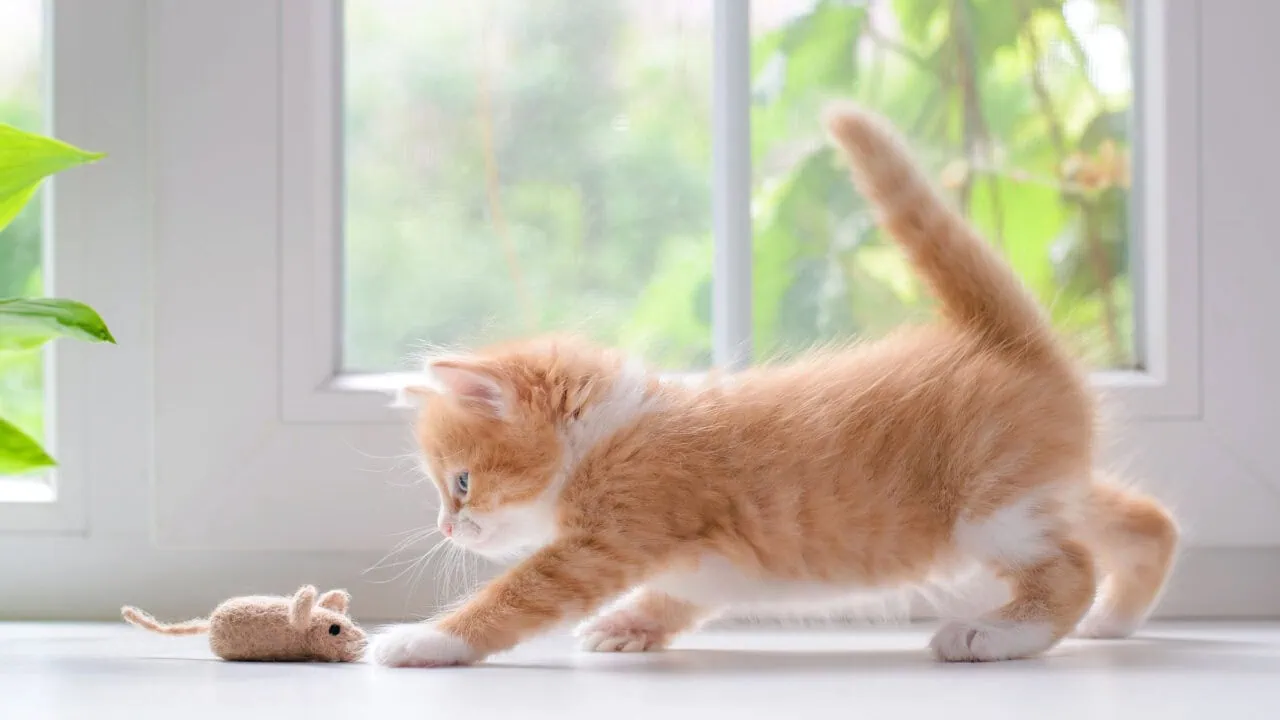 Die besten Geschenke für Katzenliebhaber 1 Geschenke für Katzenliebhaber Test: Geschenke Katzenliebhaber Aufmacher