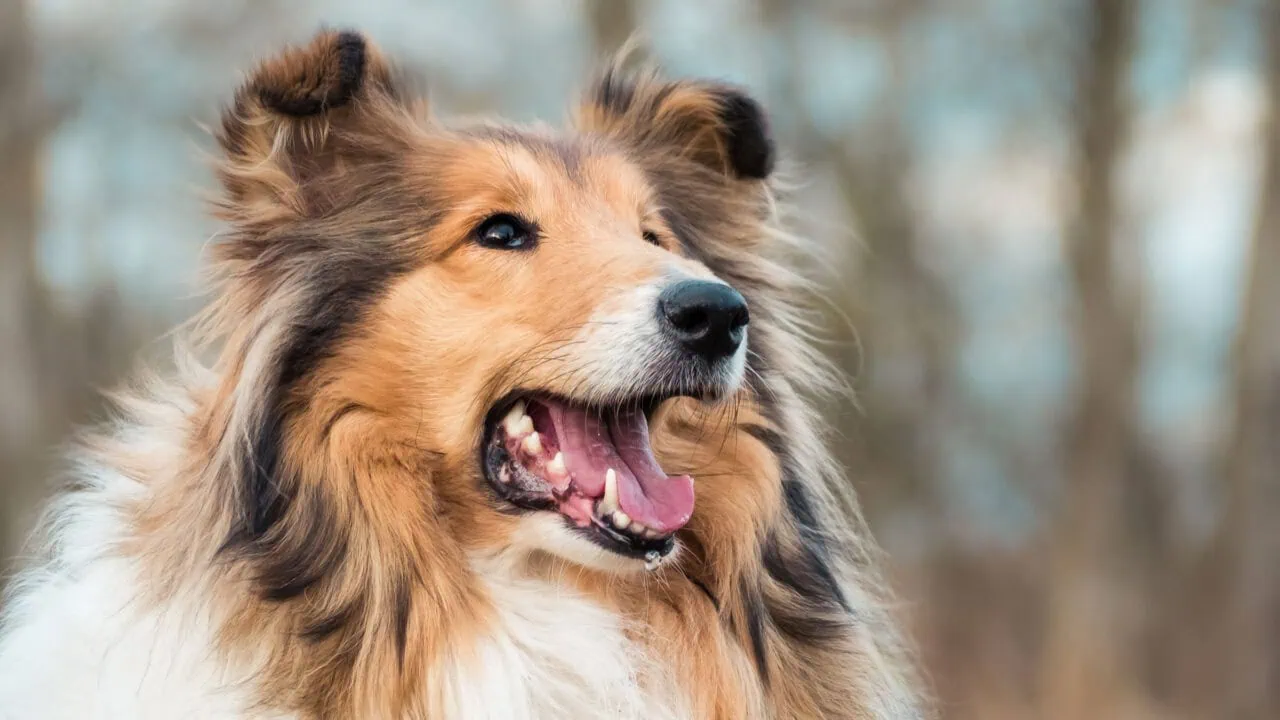 Test: Lassie Hundekrankenversicherung Aufmacher