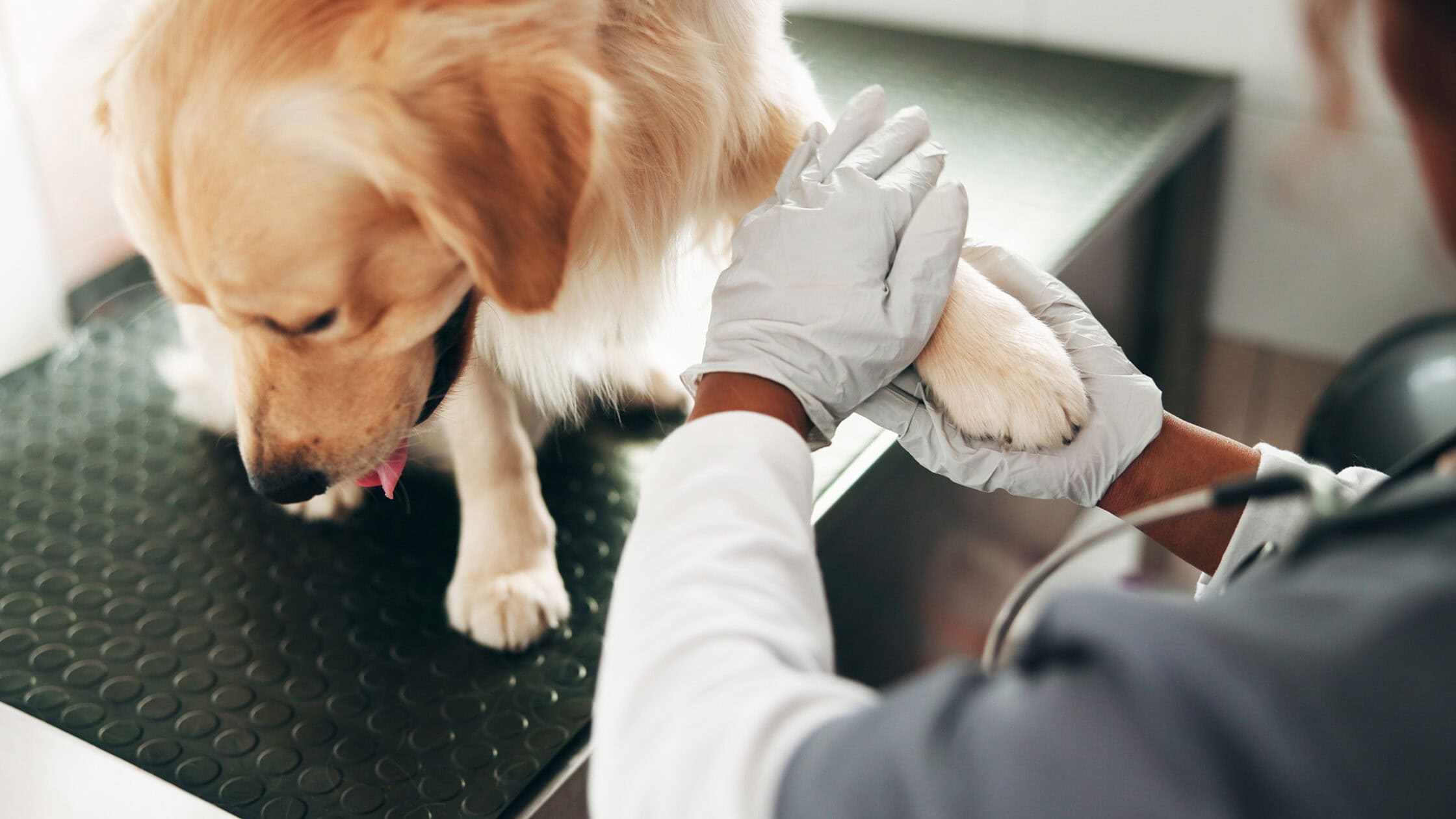 DA Direkt Hundekrankenversicherung – Konditionen, Vorteile und Nachteile im Überblick Test: Da Direkt Hundekrankenversicherung Aufmacher