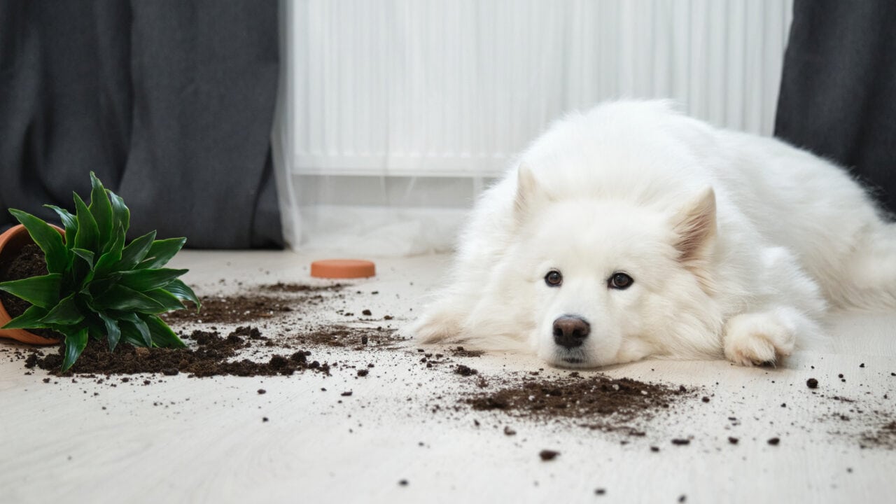 Wann greift die Hundehaftpflicht? Typische Schadensfälle erklärt Test: Hundehaftpflicht Aufmacher