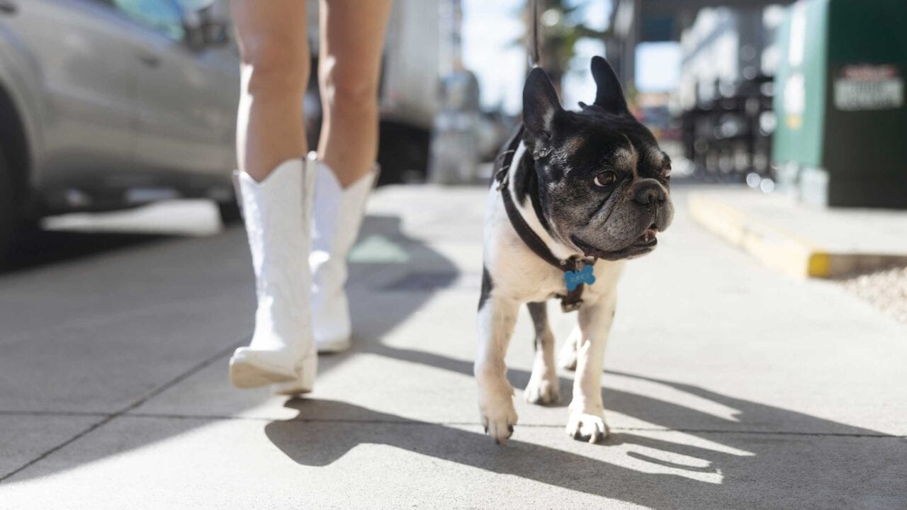 Hundesteuer absetzen: Wann gibt es Geld zurück? 11 Test: Hundesteuer Absetzen Aufmacher