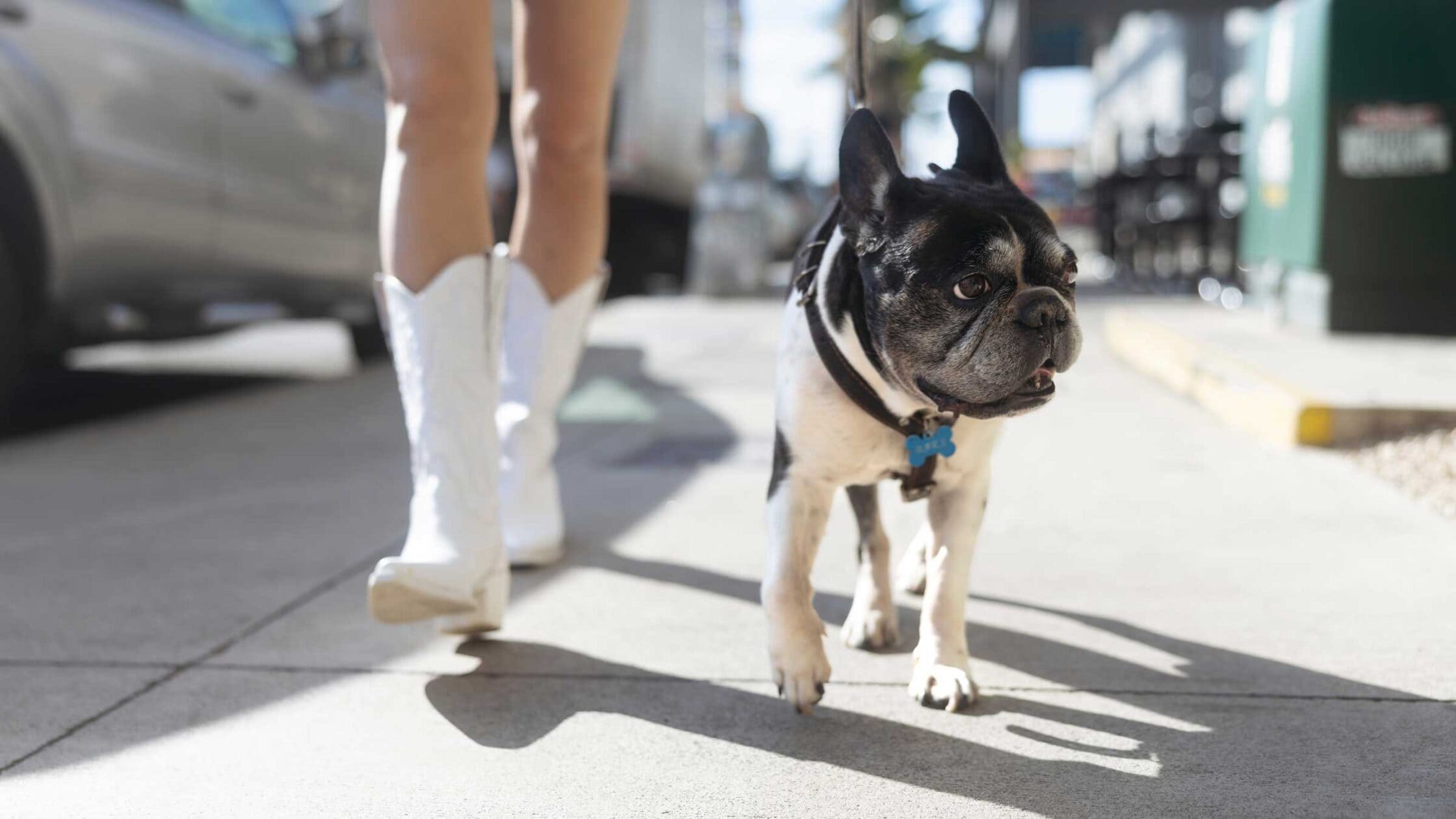 Test: Hundesteuer Absetzen Aufmacher