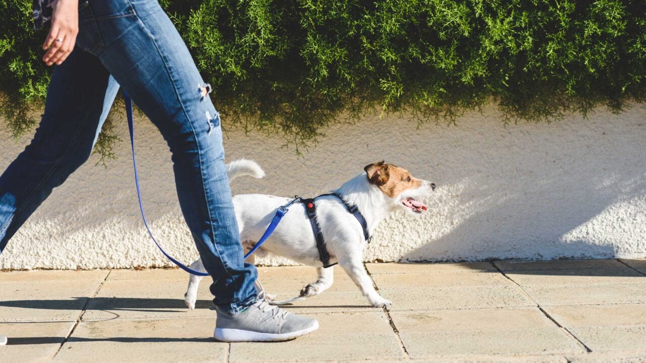 Deutsche Großstädte im Überblick: Wie viel Hundesteuer zahlt man im Jahr? 6 Deutsche Großstädte im Überblick: Wie viel Hundesteuer zahlt man im Jahr? Test: Hundesteuer Aufmacher