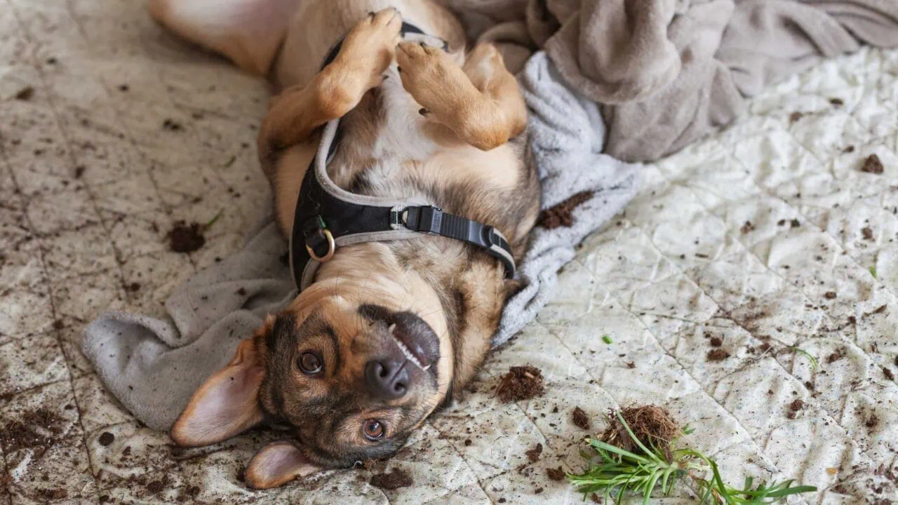 Ist die Hundehaftpflicht Pflicht? Unterschiede nach Bundesländern Test: Ist Die Hundehaftpflicht Pflicht Aufmacher