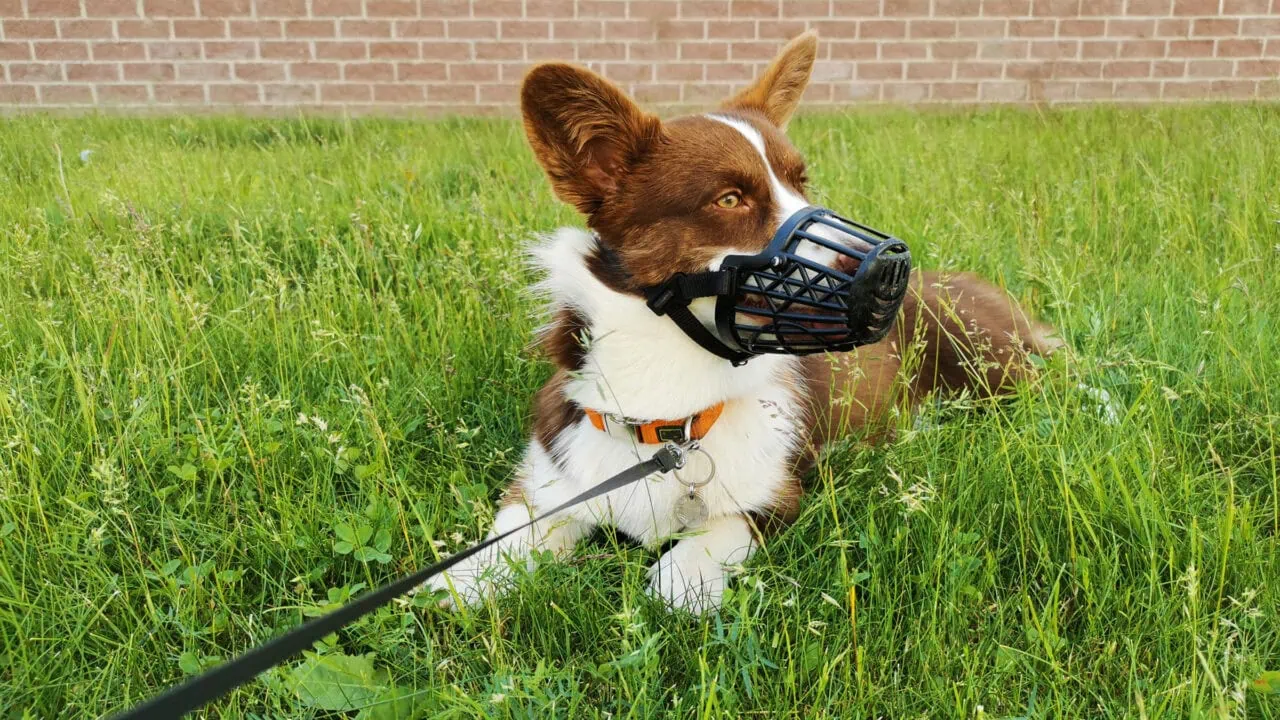 Maulkorb, Leine & Hundehaftpflicht: Welche Pflichten gelten für Hundehalter? 9 Maulkorb, Leine & Hundehaftpflicht: Welche Pflichten gelten für Hundehalter? Test: Pflichten Hundehalter Aufmacher
