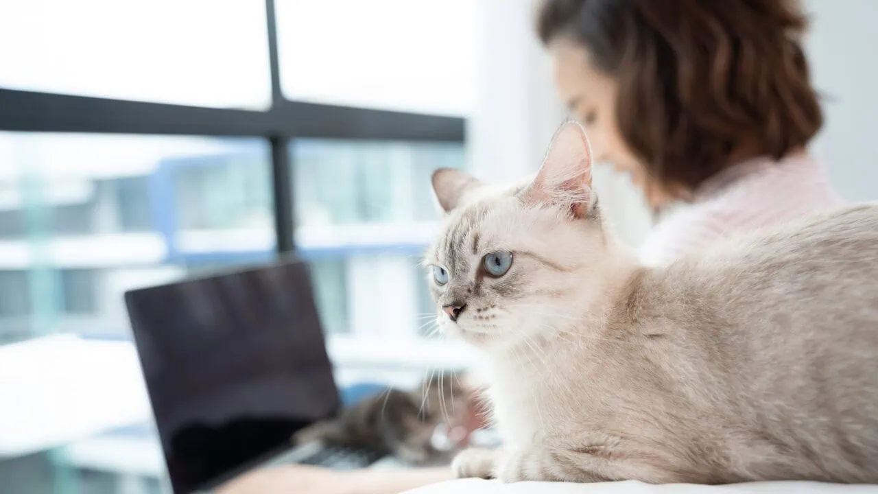 DA Direkt Katzenkrankenversicherung: Vorteile, Nachteile und Konditionen 11 DA Direkt Katzenkrankenversicherung: Vorteile, Nachteile und Konditionen Test: Da Direkt Katzenkrankenversicherung Aufmacher