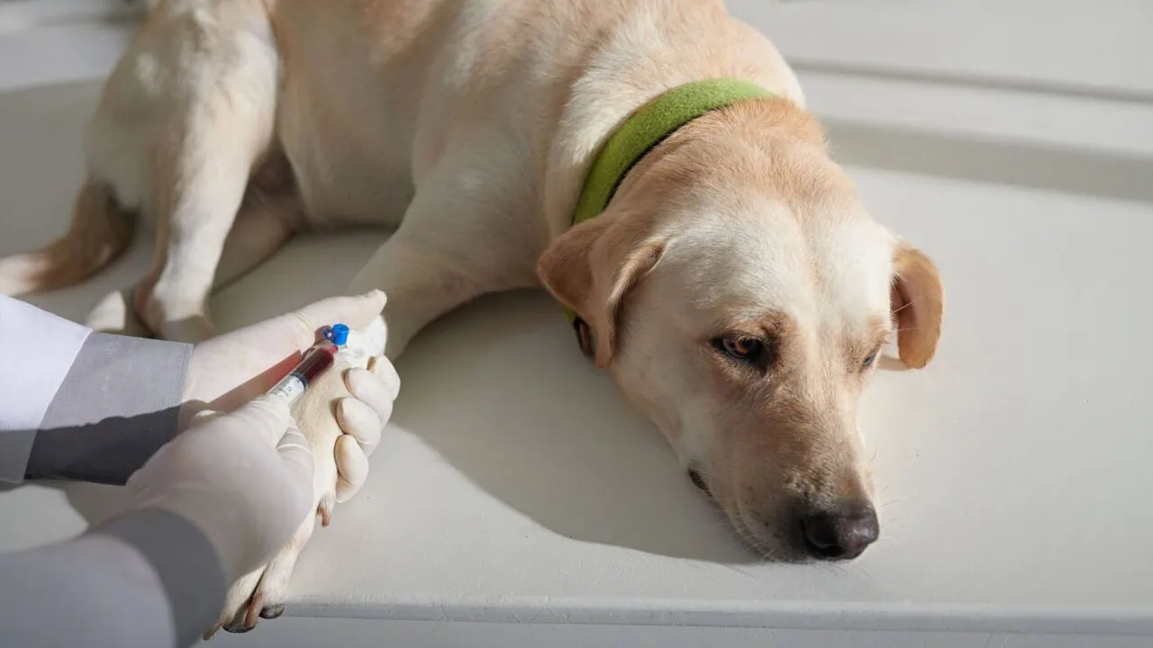 Rassespezifische Erkrankungen bei Hunden: Diese Hundekrankheiten sollten Halter kennen Test: Rassespezifische Erkrankungen Bei Hunden Aufmacher