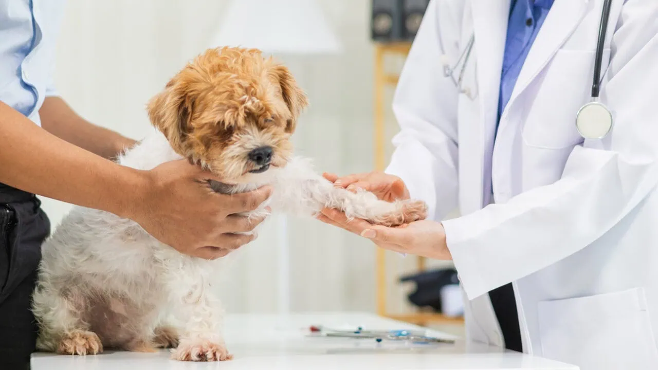 Cleos Welt Hundekrankenversicherung – Konditionen, Vorteile und Nachteile im Überblick Test: Adobestock