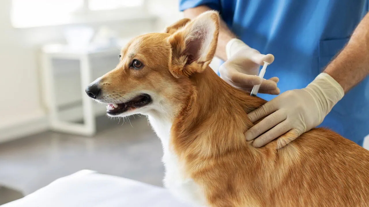 Dalma Hundekrankenversicherung – Konditionen, Vorteile und Nachteile im Überblick 12 Dalma Hundekrankenversicherung – Konditionen, Vorteile und Nachteile im Überblick Test: Dalma Hundekrankenversicherung Aufmacher