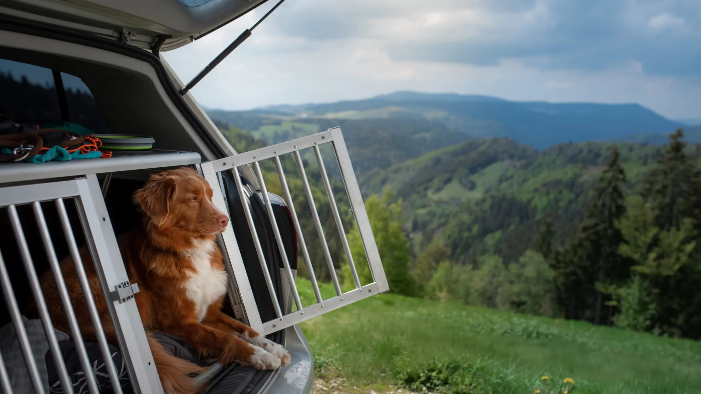 Hundebox Test: Adobestock