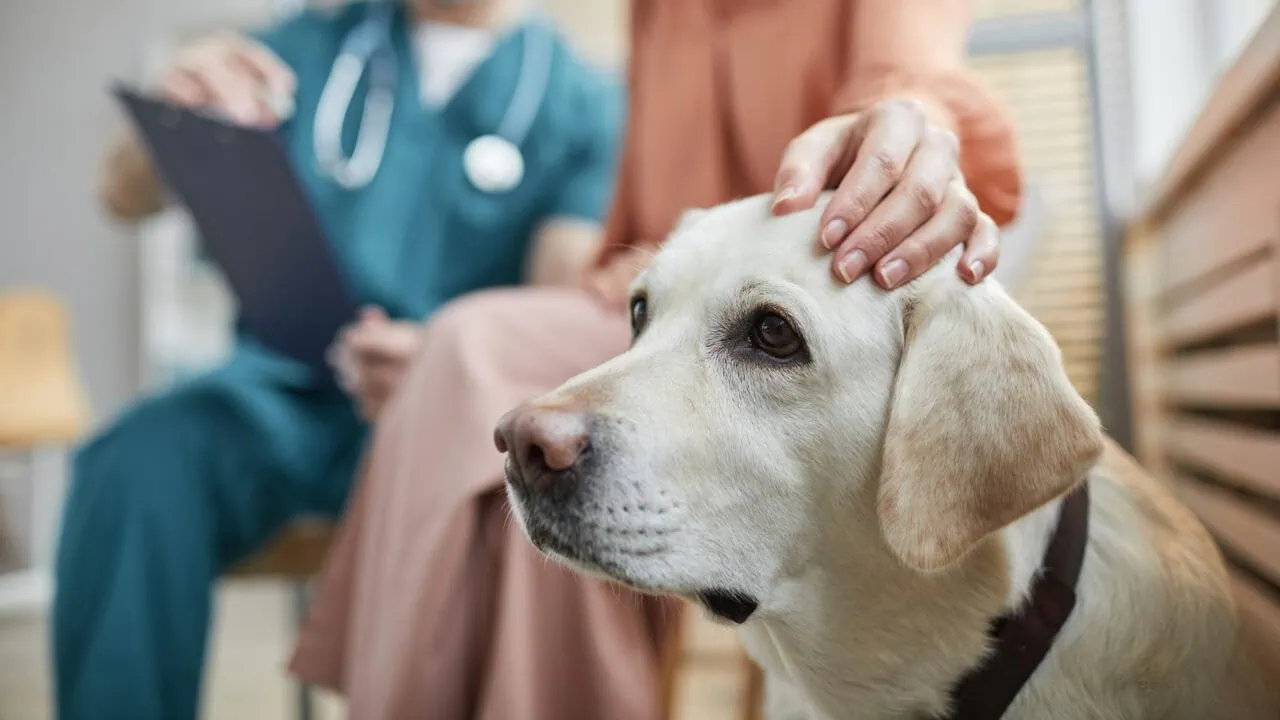 Petolo Hunde­kranken­versiche­rung – Kondi­tio­nen, Vorteile und Nachteile im Über­blick Test: Petolo Hundekrankenversicherung